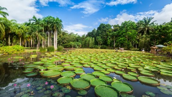 西雙版納：熱帶植物園+傣族園+私人訂製/不拼團/導遊O