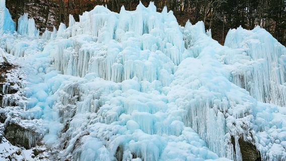 Winter Limited|Fish Fly Valley Glacier, Freshly Picked Strawberries, Nami Island, and the Garden of Morning Calm Night Light Festival