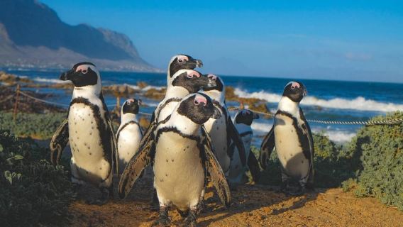 Private Tour: Cape Town to Cape Agulhas where 2 Oceans Meet