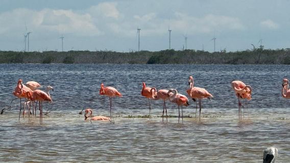 Tour de Flamencos Río Lagartos, Yucatán 2 horas