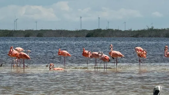 Tur Flamingo Rio Lagartos, Yucatan 2 jam