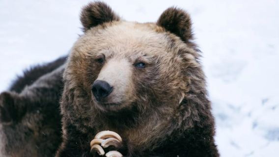 Сезонно на Хоккайдо: озеро Тоя и долина Ноборибецу Дзигокудани.