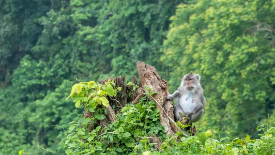 Majestic Senaru (含午餐)