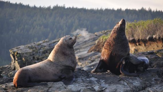 Anacortes: Whale and Orca Boat Tour near Seattle