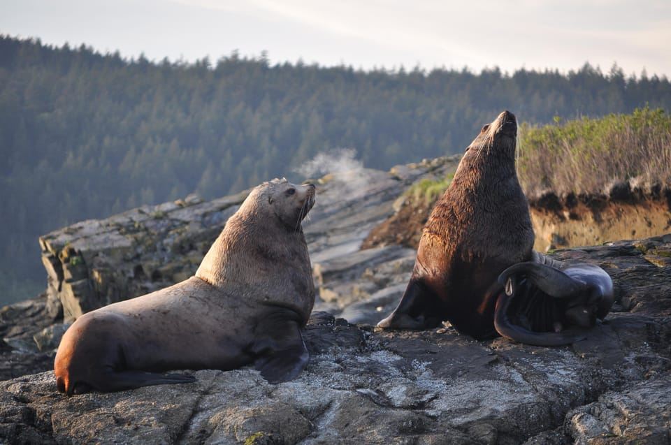 Anacortes: Whale and Orca Boat Tour near Seattle