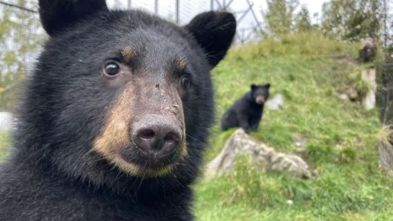 美國阿拉斯加州安克雷奇博物館+野生動物保護中心+白鯨角一日遊