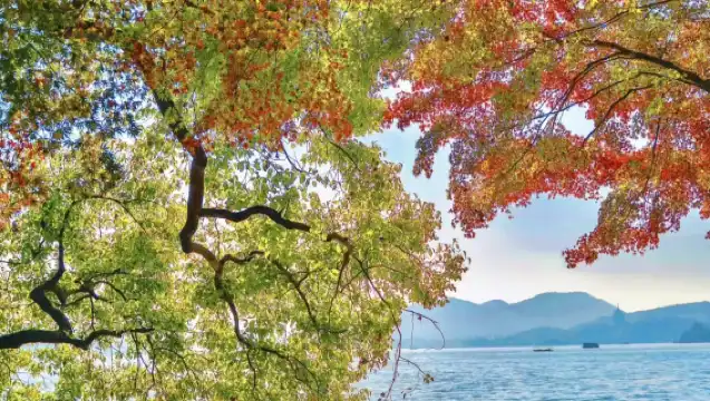 杭州雷峰塔+蘇堤漫步+西湖遊船休閒船環湖遊+人員導覽半日遊