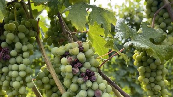 Gold Coast, Australia|Parque Nacional Lamington & Viñedos & Viajes en familia & Amantes del senderismo