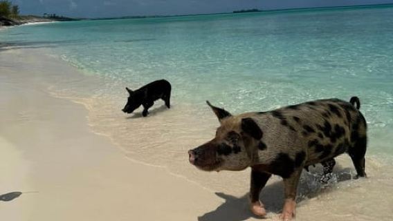 Paradise Found In Hog Haven: Ultimate Beach Escape