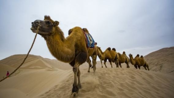 マラケシュ・アガフィ砂漠アドベンチャー【クワッドバイク+ラクダライド+ディナーショー】