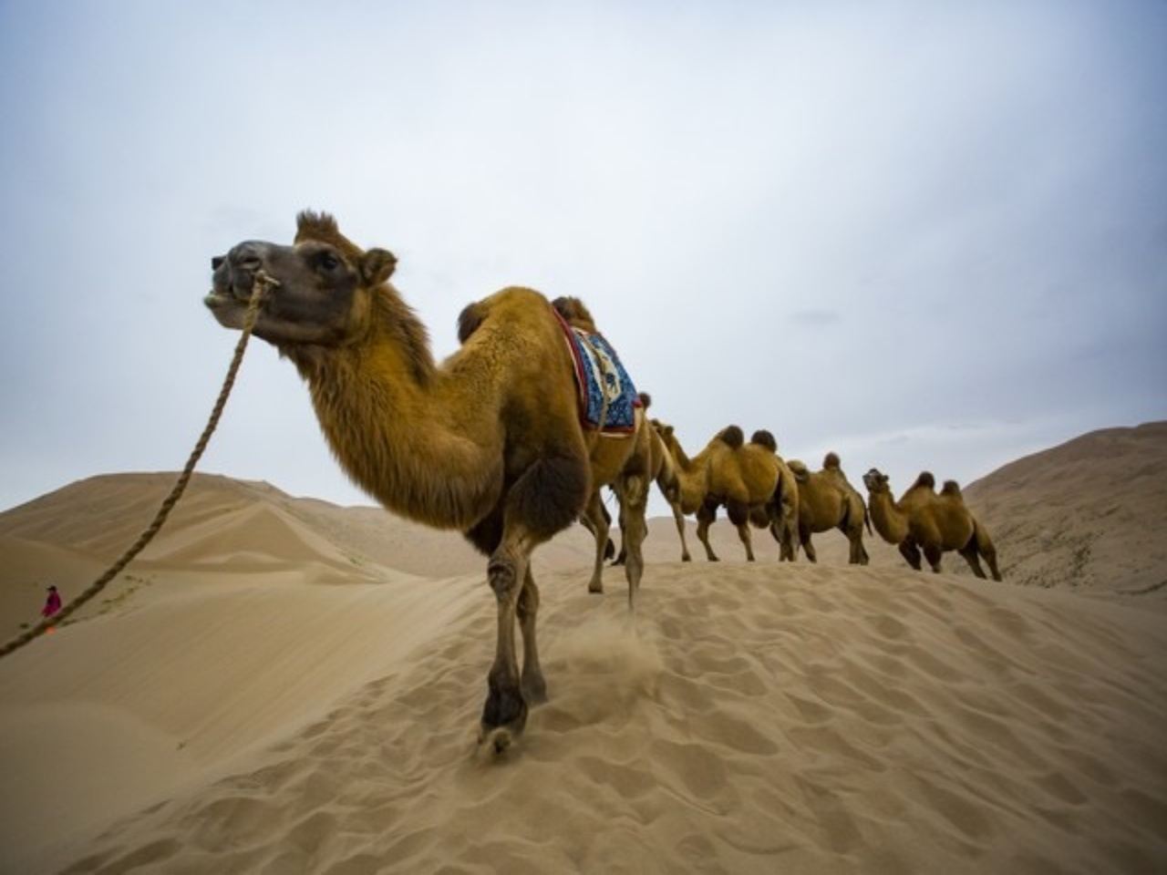 Marrakech Agafay Desert Adventure [Quad Biking + Camel Ride + Dinner Show]