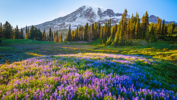 美國西雅圖 + 雷尼爾山國家公園一日遊【私享包車・經典打卡】