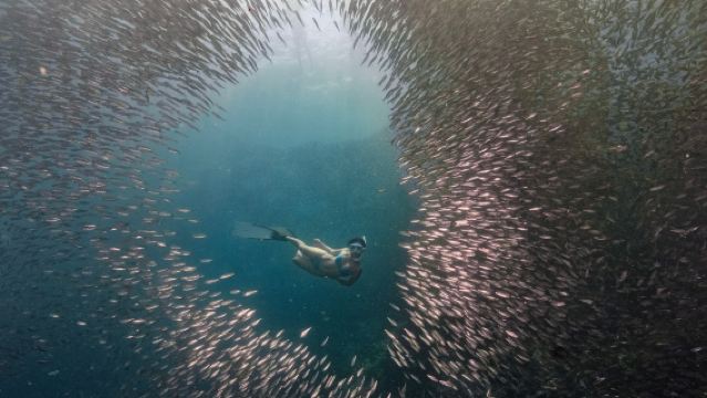 Philippines Cebu Moalboal Sardine Run + Kawasan Canyoneering One-Day Tour