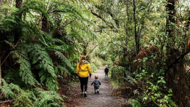 Australijska podróż kolejką parową Puffing Billy przez las deszczowy