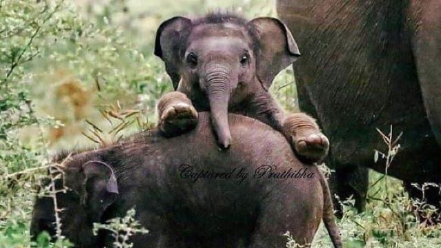 [Phuket | Tour trong ngày tại Trại Voi Nai Dee] : Lớp học thiên nhiên · Tương tác gần gũi với voi | Tự làm thức ăn cho voi / Cho voi ăn | Đưa đón khách sạn