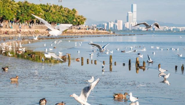 Shenzhen Foreign Language Guide - 4 Hour English French Spanish Russian [Tour/Factory Visit]