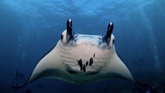 Bali, Indonesia - JUKUNG DIVE RESORT PENIDA certified scuba diving 5-hour experience [2 dives + equipment + dive guide + lunch]