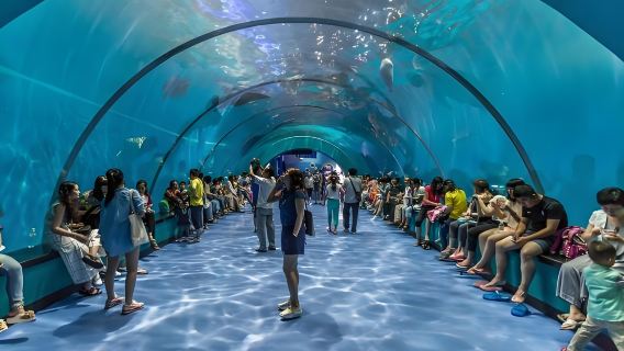 Private chartered day tour to Qingdao Polar Ocean World, Hisense Exploration Center and Taiping Mountain Cableway