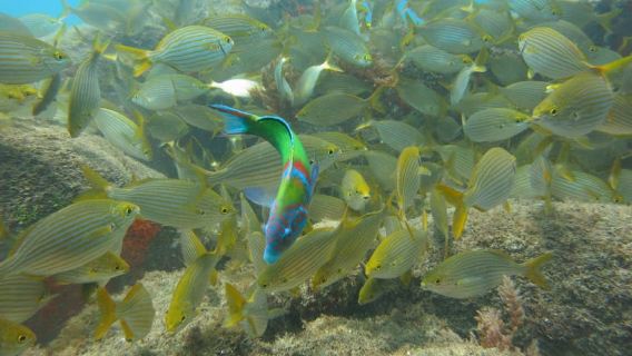 Funchal: Scuba Diving Experience for Beginners