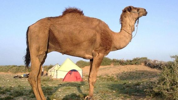 OuarzazateTours