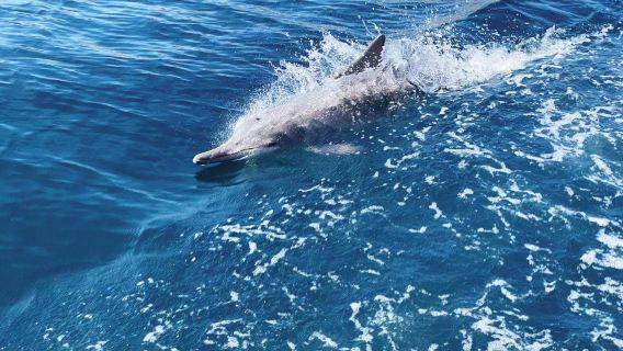 Half-day trip to Khasab Fjord in Musandam, Oman, snorkeling and looking for dolphins, Internet celebrity swing