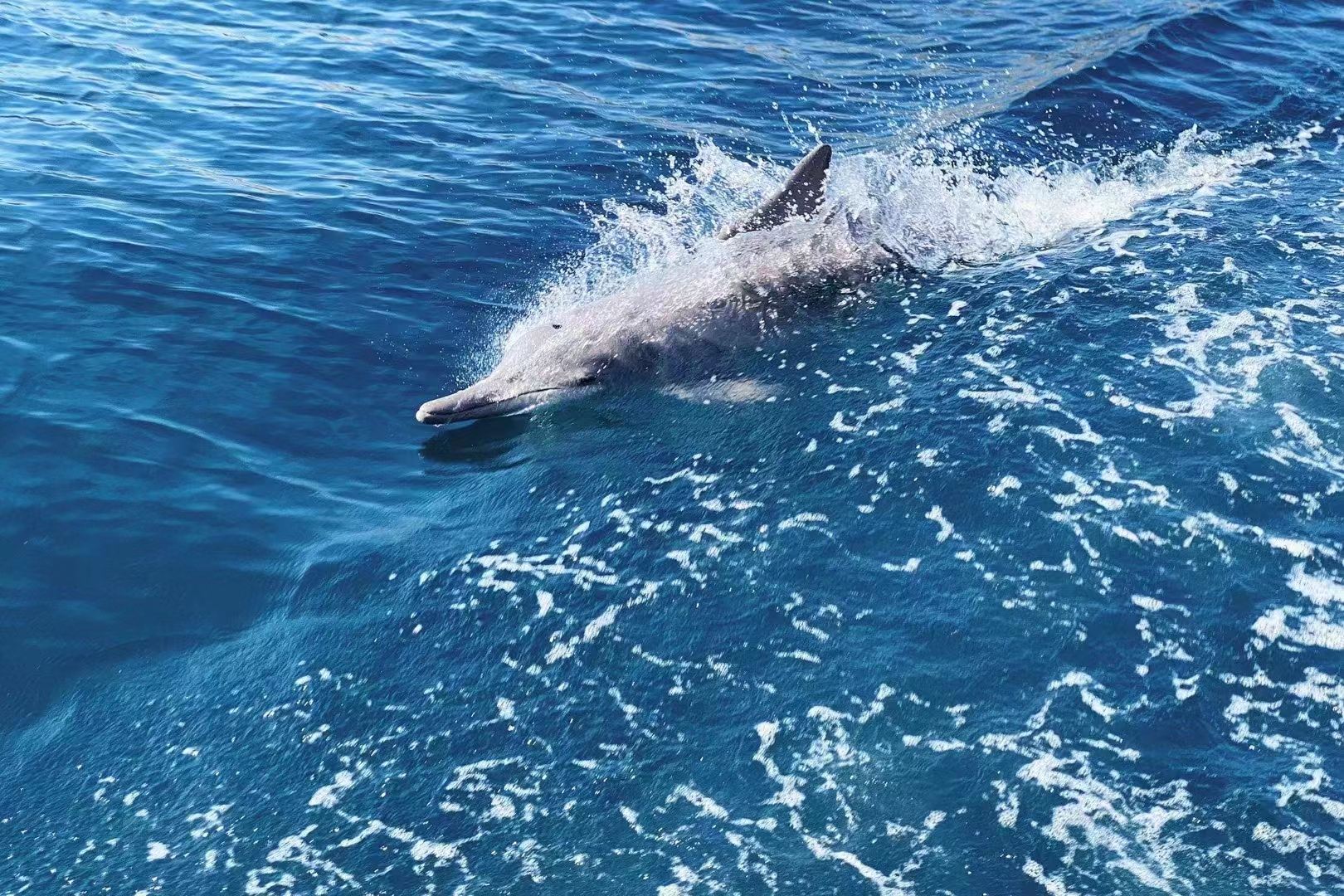 Half-day Khasab Fjord Cruise in Musandam, Oman with Snorkeling, Dolphin Watching, and Instagram Swing