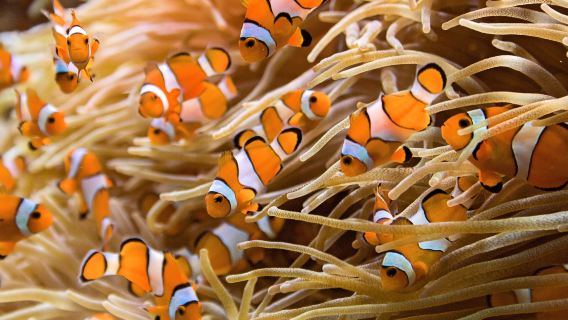 Snorkeling puro tour di un giorno alle isole Rok e Haa da Krabi/Phuket/Lanta