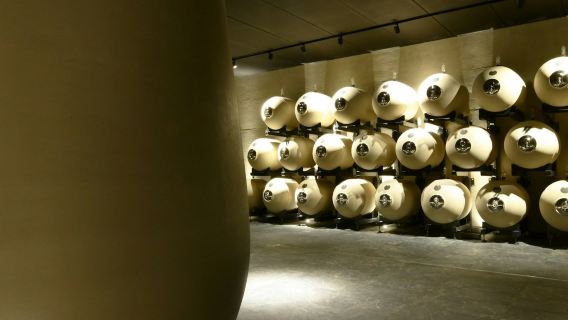 Verona: Vapolicella Vineyard Tour + Wine Tasting with Lunch