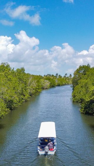 Bintan Green Mangrove and Fireflies Night Tour with Hotel Transfer and Meals Option