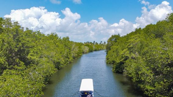 Bintan Tour: Mangrove or Fireflies Tour with Hotel Transfer | Indonesia