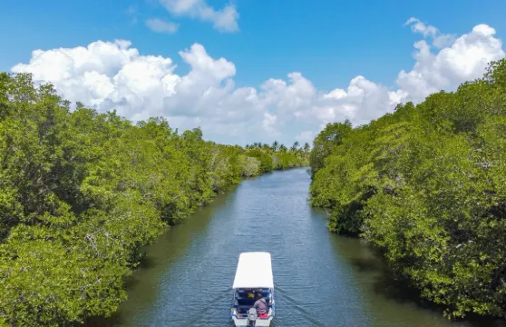 民丹島綠林紅樹林及螢火蟲夜遊（含酒店接送及膳食選擇）