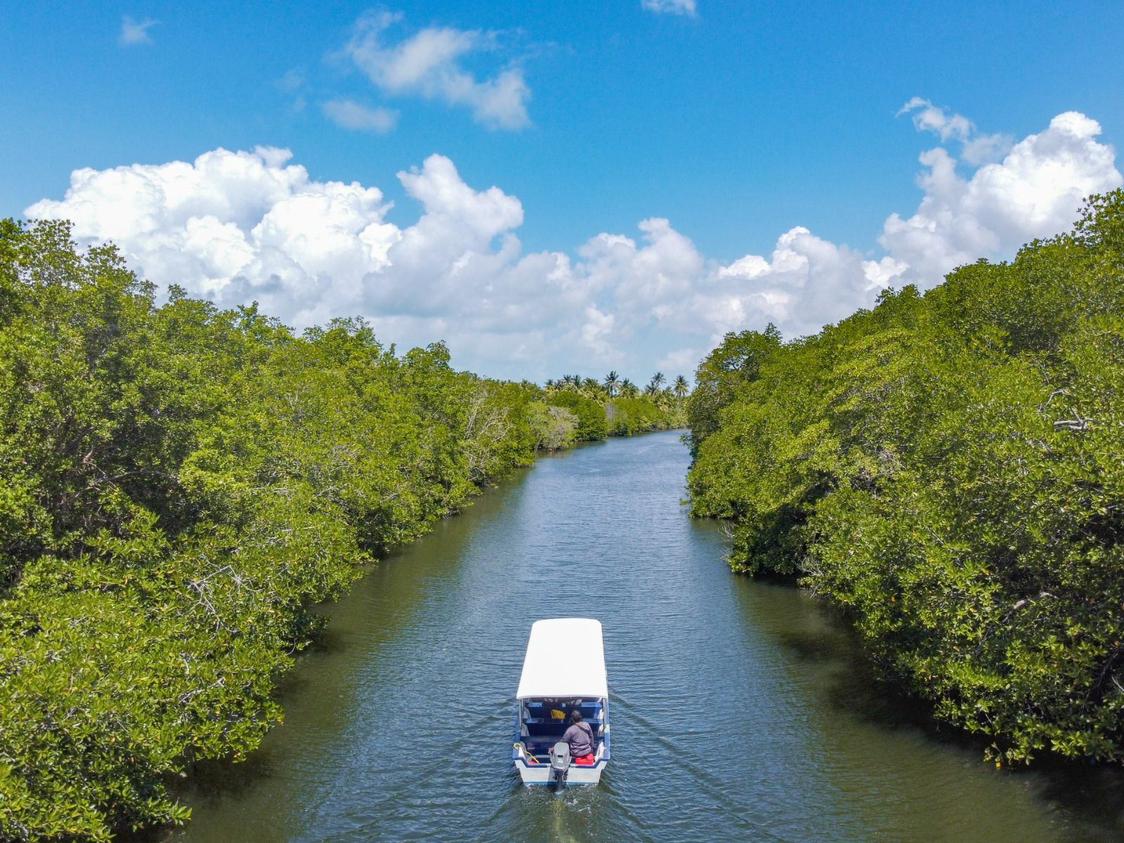 Bintan Green Mangrove and Fireflies Night Tour with Hotel Transfer and Meals Option