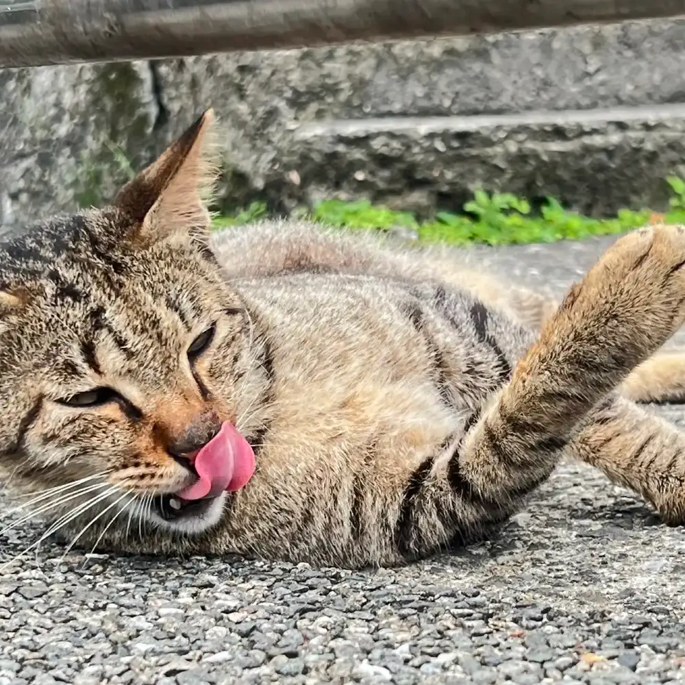 台北発 猴硐猫村 Houtong Cat Village＋十分瀑布＋十分老街＋九份