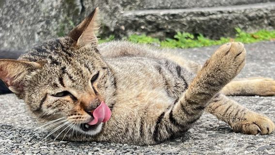 Houtong Cat Village & Jiufen & Shifen Day Tour from Taipei