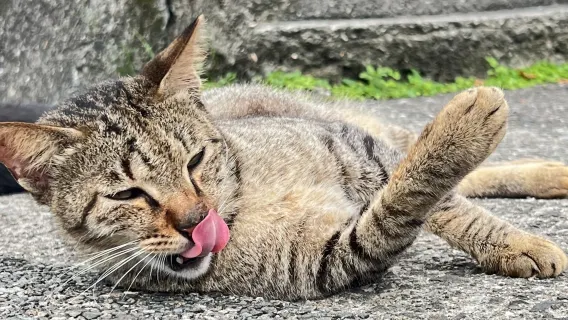 Tour di un giorno a Taipei: Villaggio dei Gatti di Houtong, Cascata di Shifen, Vecchia Strada di Shifen e Jiufen Old Street [Partenza da Taipei]