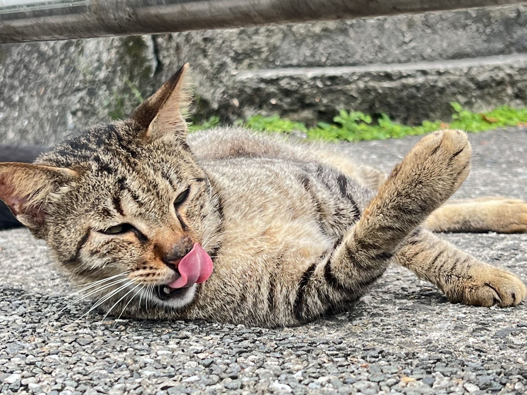 Houtong Cat Village & Jiufen & Shifen Day Tour from Taipei