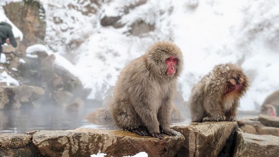 tour di un giorno al Parco delle scimmie della neve di Jigokudani a Nagano, Giappone: pranzo a base di manzo sukiyaki e sorgenti termali per le scimmie