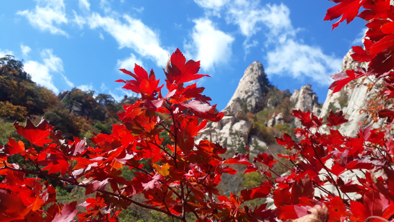 Seoraksan+Nami Island+Garden of Morning Calm one-day tour