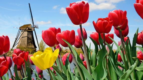 Keukenhof: Entry + Return Bus Transfer from A'dam Tower