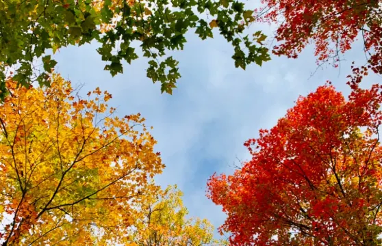 阿崗昆公園漫遊＋白求恩紀念館 多倫多包車一日遊