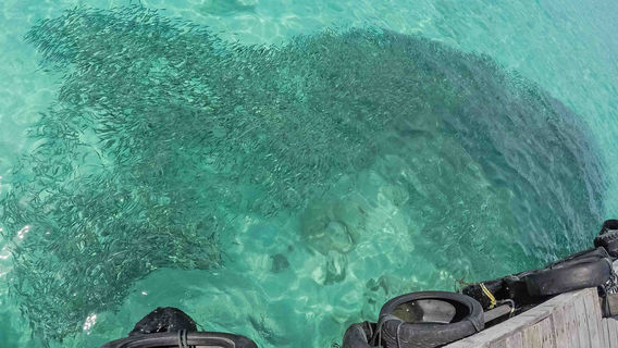 Mantanani IslandsTours