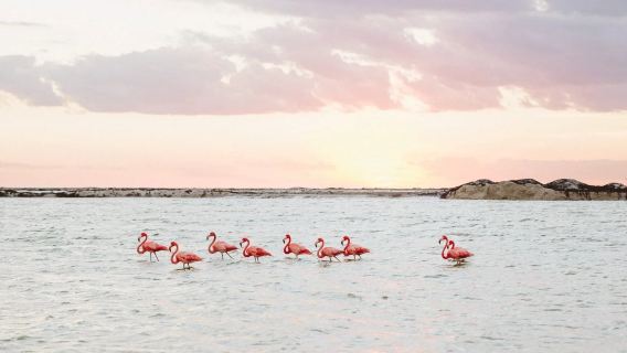 Tour en barco por la Playa Las Coloradas y Río Lagartos en México