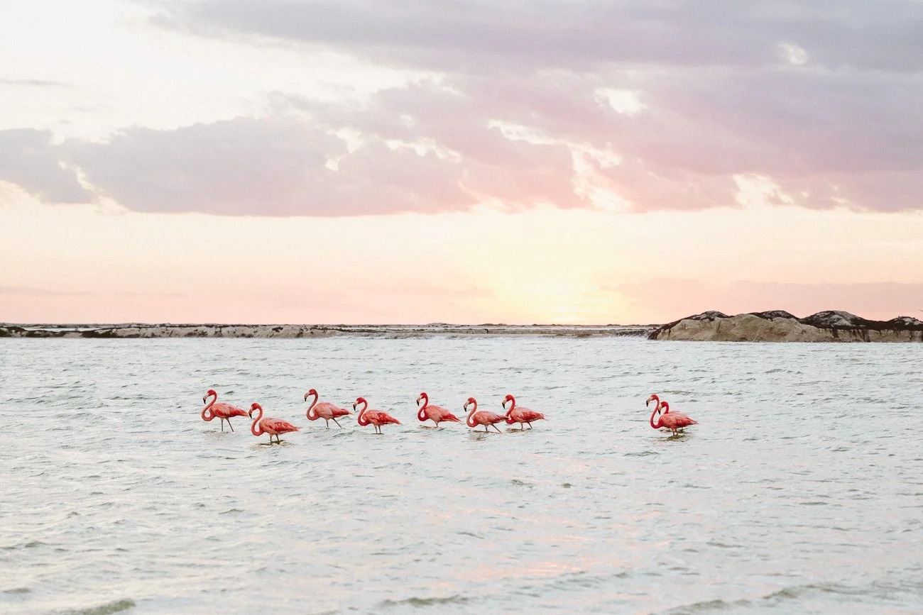 Boat tour to Playa Las Coloradas and Río Lagartos in Mexico