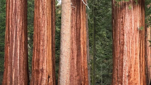Lawatan sewa peribadi ke Taman Negara Sequoia + Ngarai Raja di Los Angeles, Amerika Syarikat [Itinerari boleh disesuaikan|Kereta Sewa