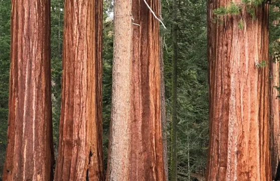 美國洛杉磯紅杉國家公園+國王峽谷包車遊【行程可調|專車