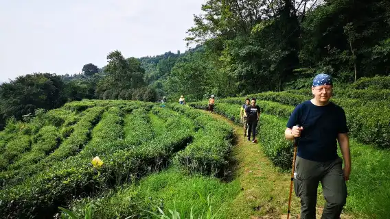 Hiking and tasting tea in Qingcheng Mountain - chengdu -Eatwith