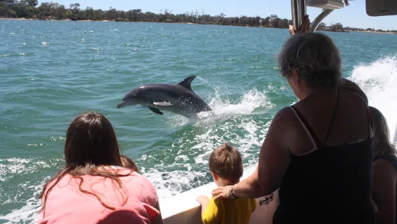Κρουαζιέρα για παρατήρηση δελφινιών στο Mandurah, Δυτική Αυστραλία
