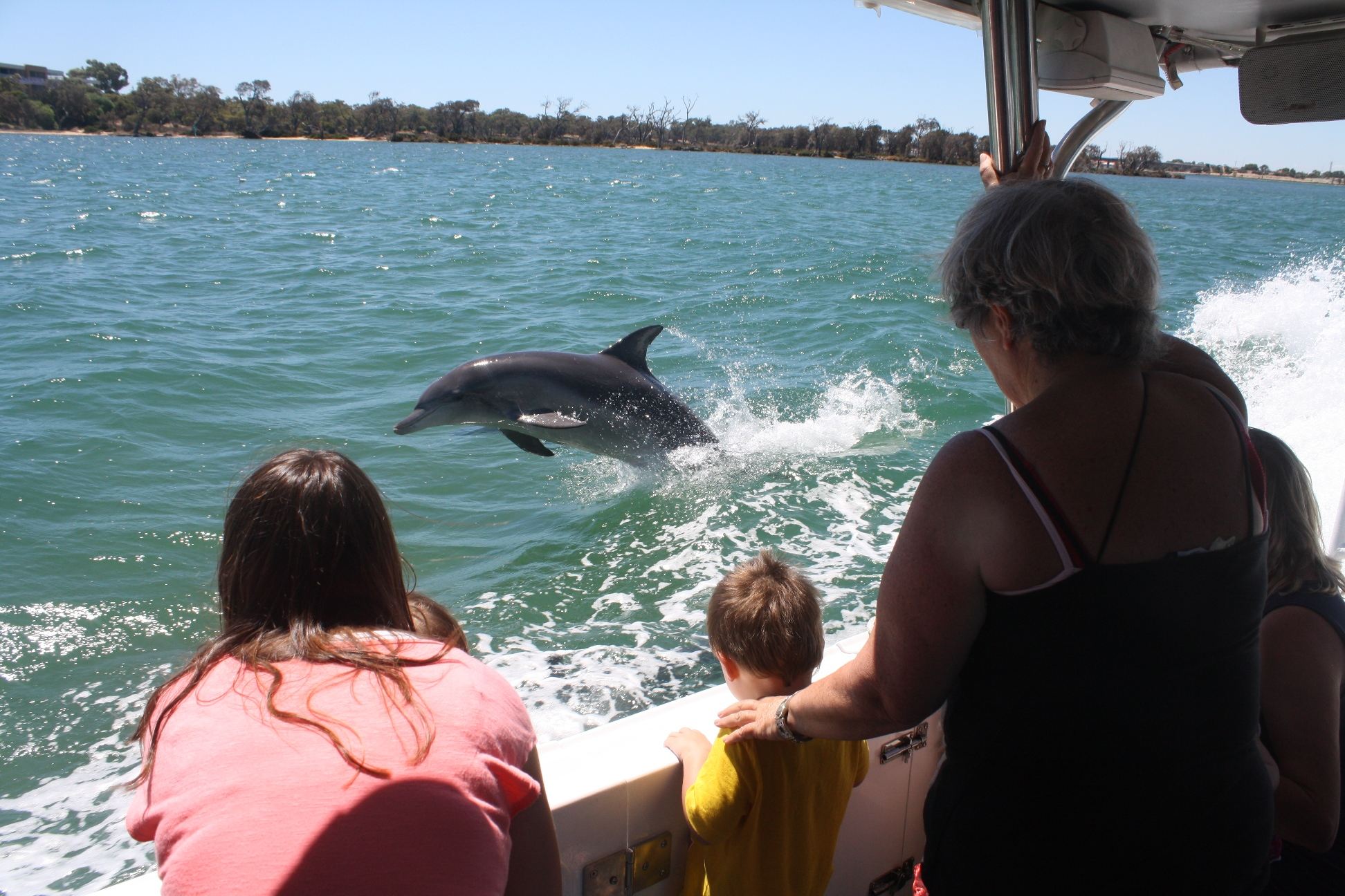 Mandurah Dolphin Watching Cruise - Mandurah Cruises
