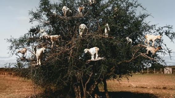 Dari Marrakesh: Kelompok Kecil ke Essaouira dengan Aktivitas Opt