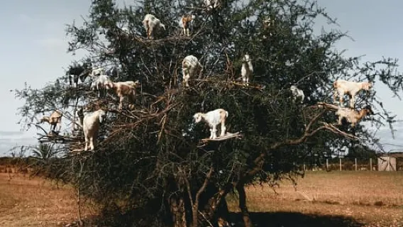 Da Marrakech: piccoli gruppi a Essaouira con attività opzionali